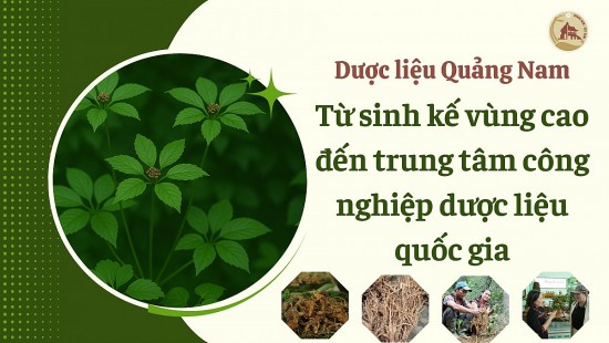 duoc lieu quang nam tu sinh ke vung cao den trung tam cong nghiep duoc lieu quoc gia
