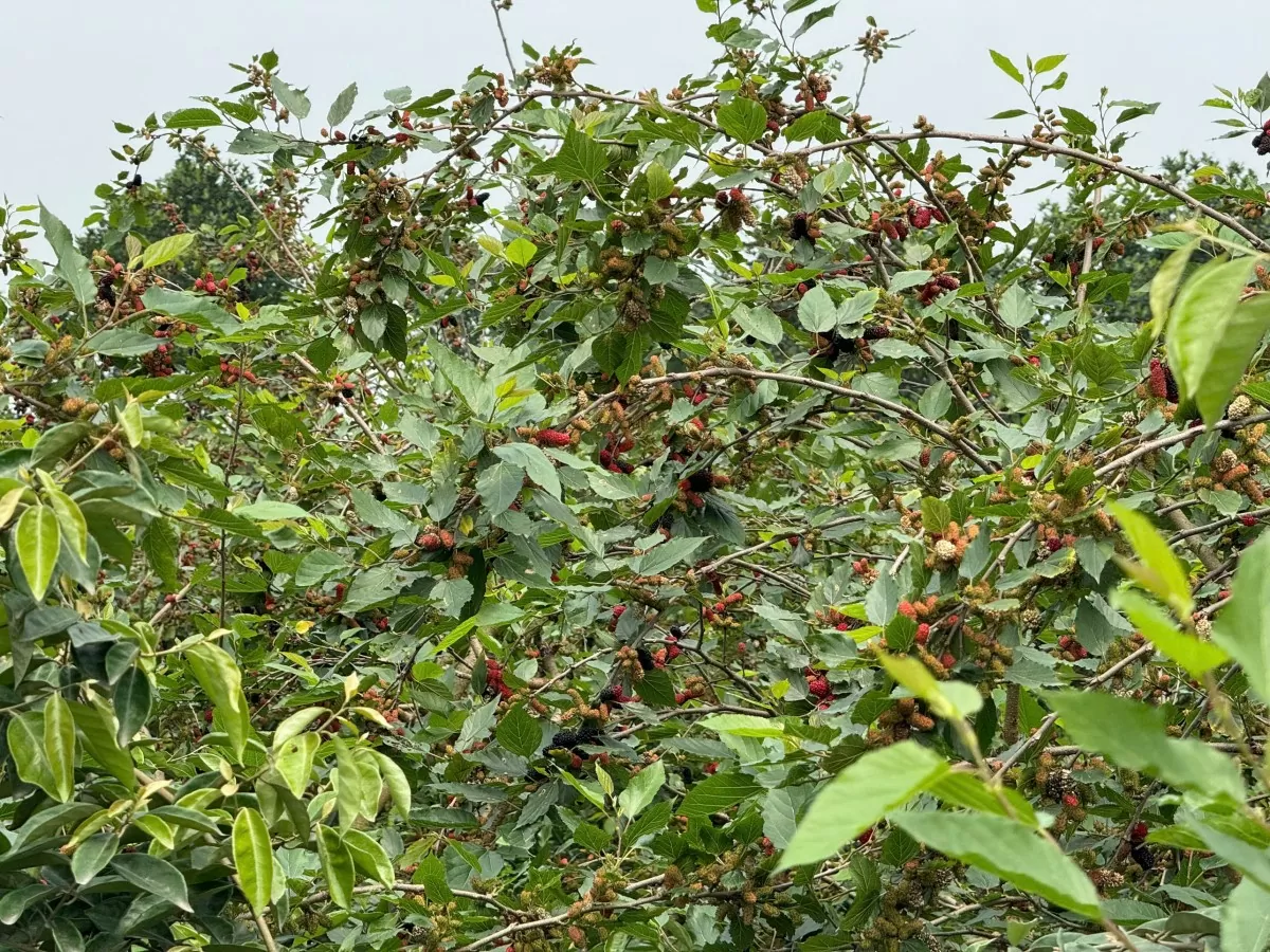 Vụ dâu tằm được mùa. Ảnh: Nguyễn Thanh