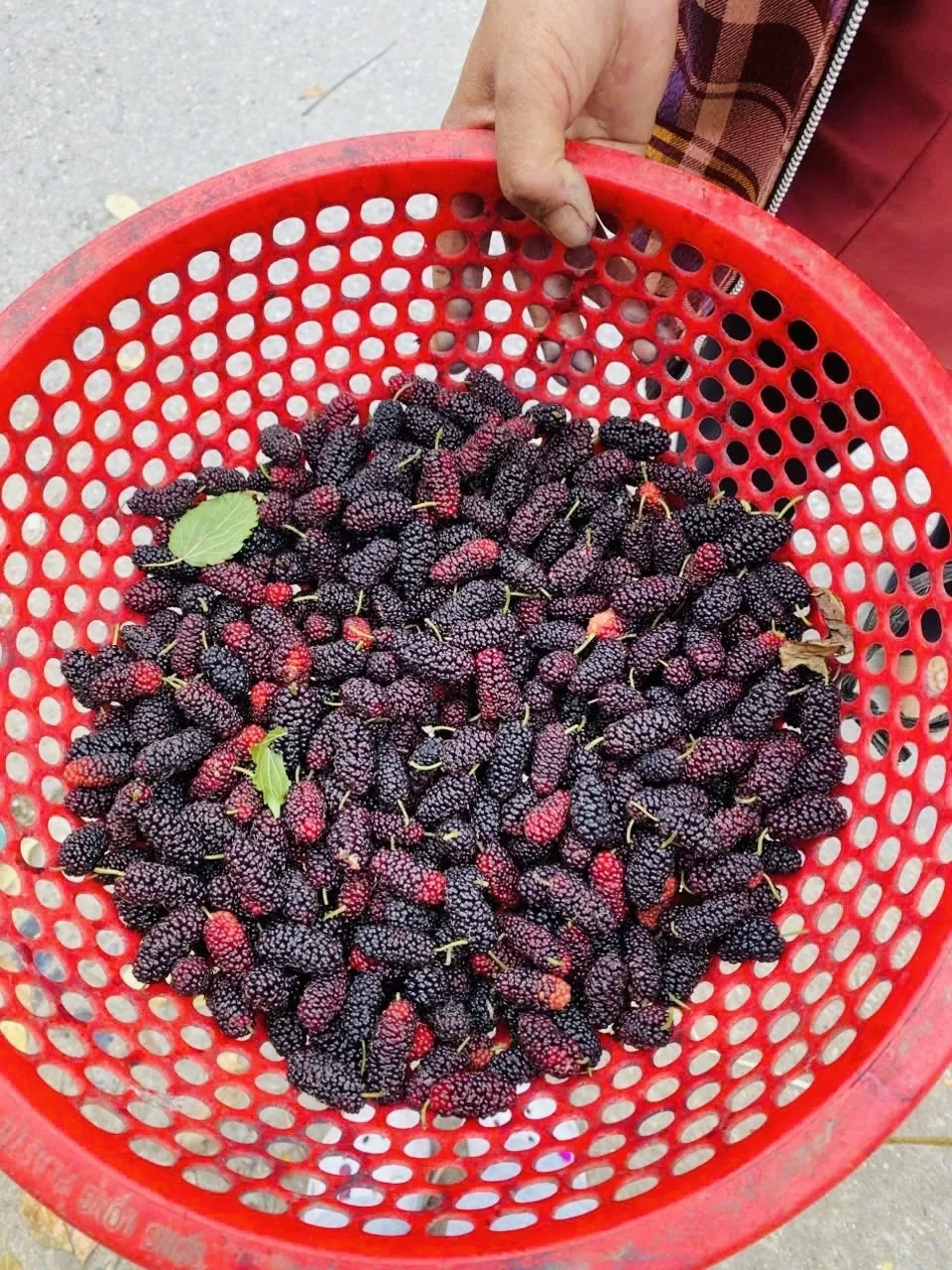 không ít người vẫn giữ thói quen đi chợ truyền thống để được nhìn tận mắt, chọn tận tay để được những trái dâu tằm tươi ngon. Ảnh: Nguyễn Thanh