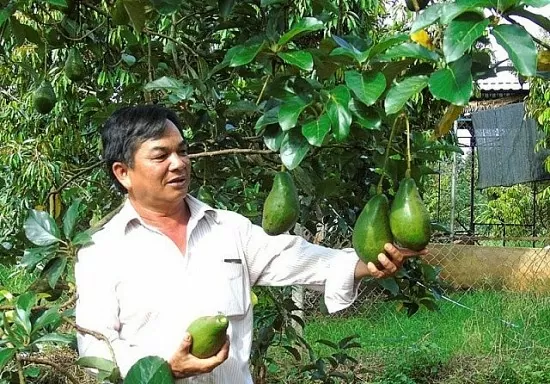 Chợ mạng giữa đại ngàn - nơi bơ, mít, tiêu, điều