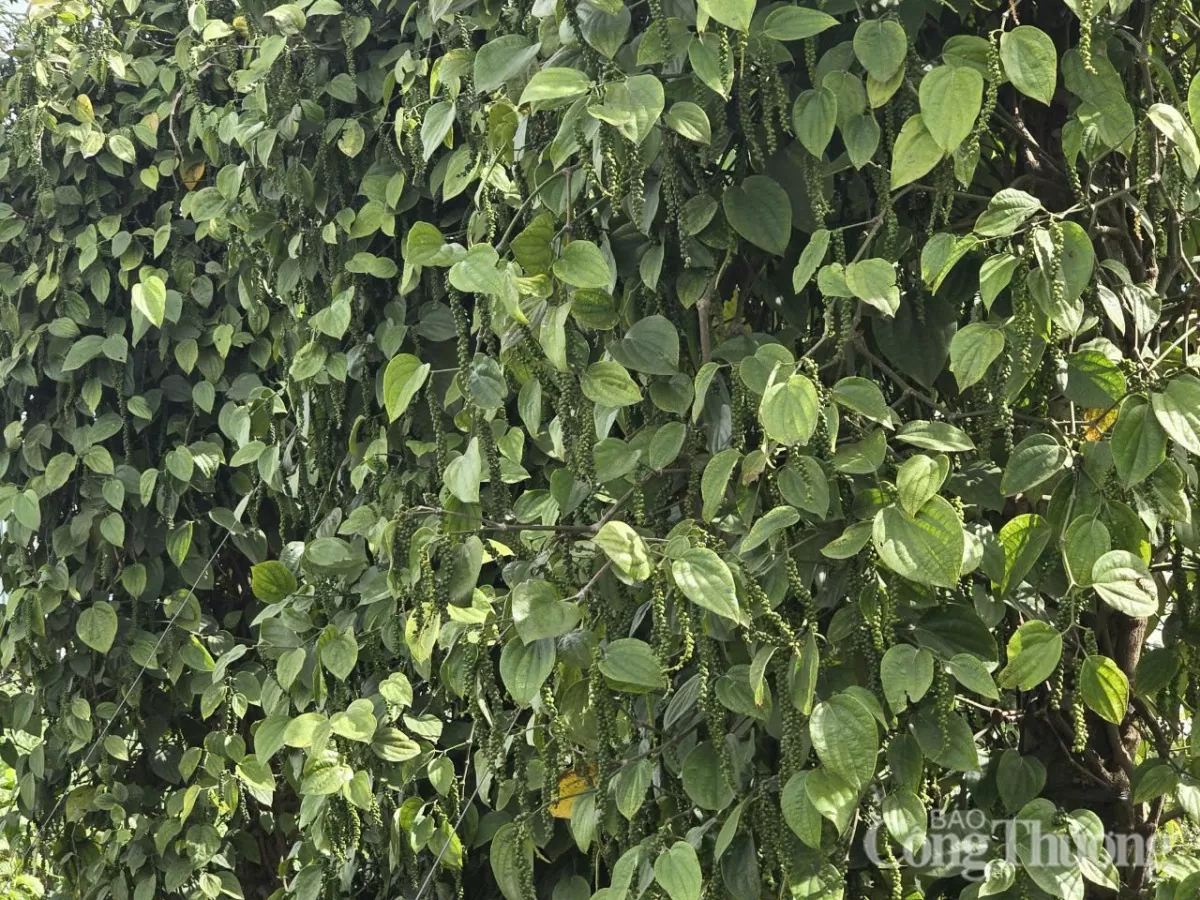 Giá tiêu hôm nay 17/4/2025, trong nước duy trì mức tăng