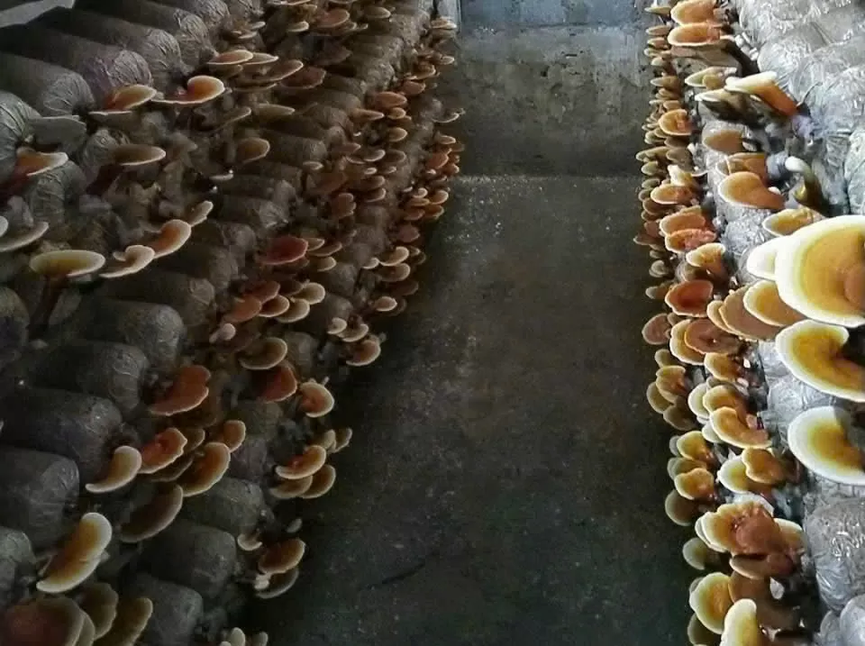 Mô hình trồng nấm linh chi của anh Vũ Mạnh Trung khi bước vào giai đoạn thu hoạch