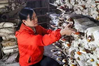 Hà Nam: Mở lối phát triển nấm linh chi dược liệu