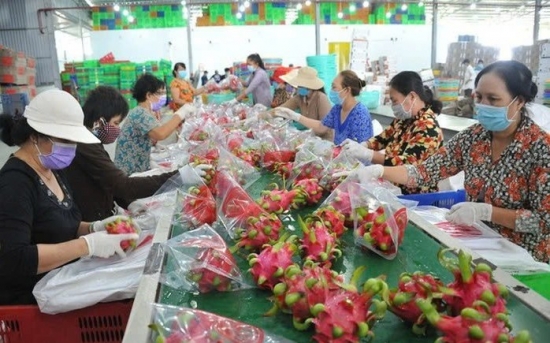 thanh long vuot sau rieng tro lai ngoi vuong xuat khau trai cay