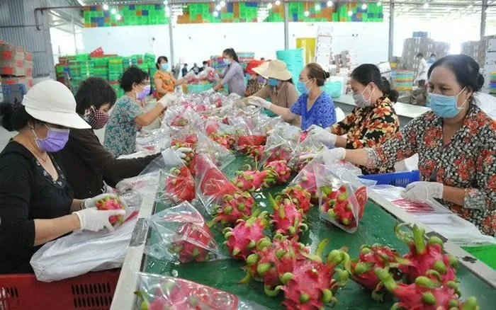 Thanh long bất ngờ lập kỷ lục mới. Ảnh: Công Hân