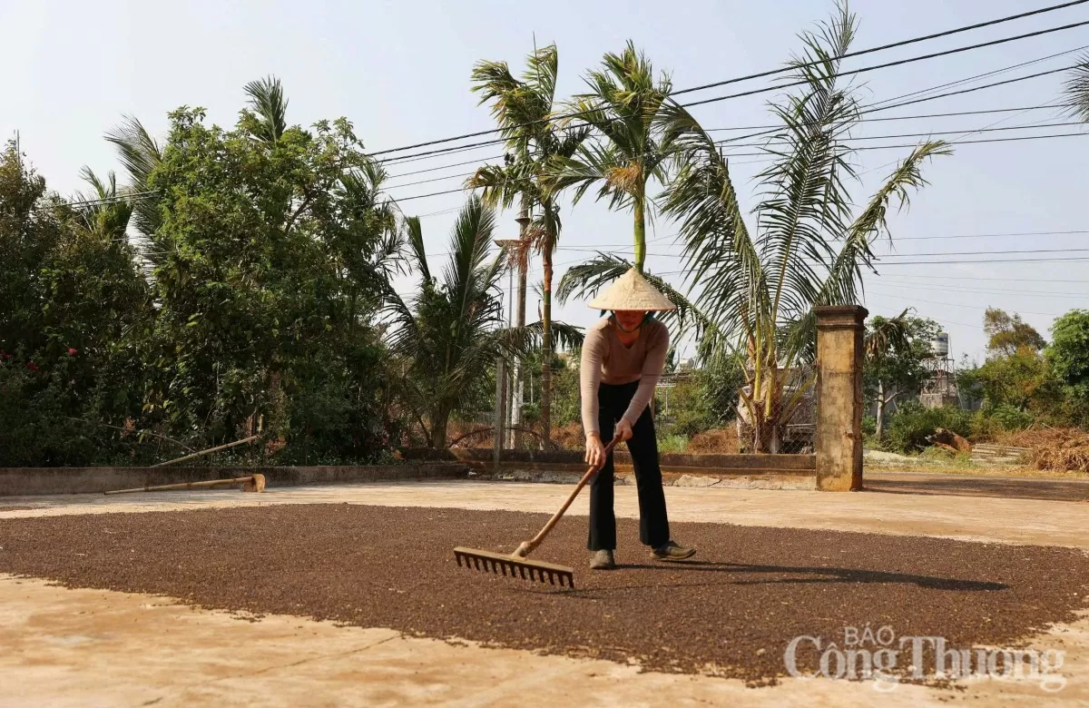 Giá tiêu hôm nay 18/4/2025, trong nước cao nhất 159.000 đồng/kg