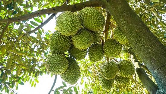 dak nong day manh xuat khau nong san mo rong thi truong nang cao gia tri