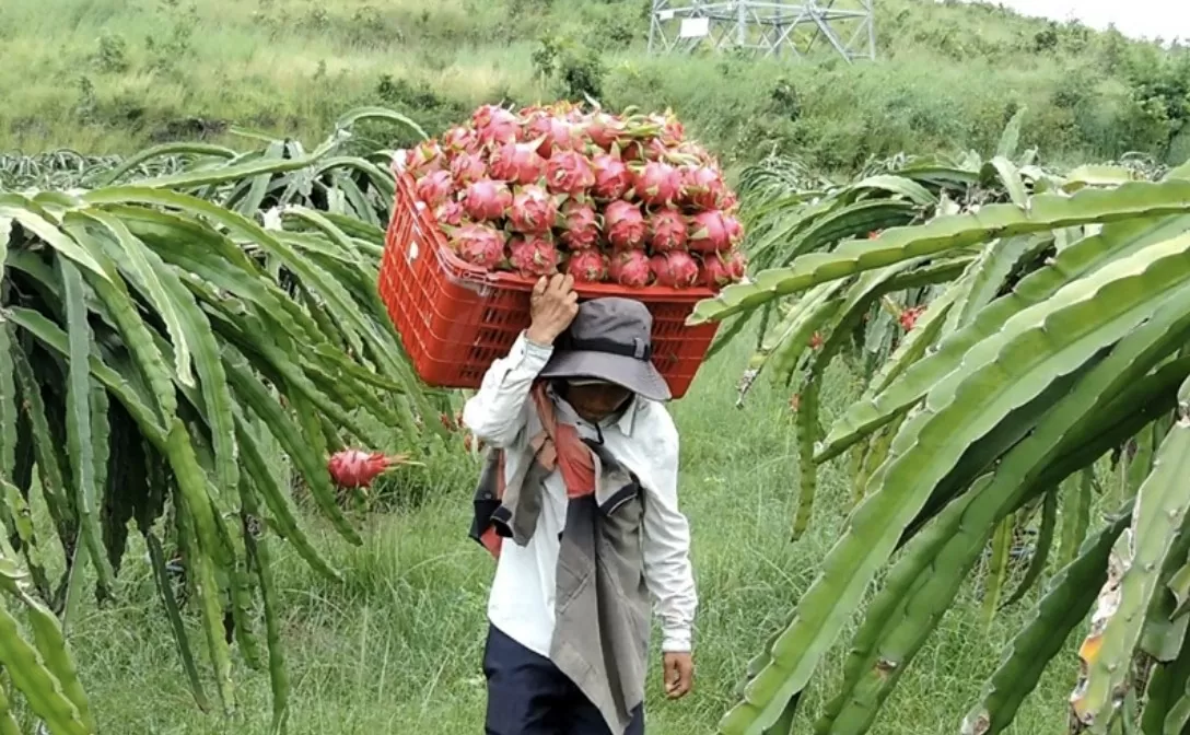Khơi dòng tiêu thụ bền vững cho thanh long đất Bình Thuận