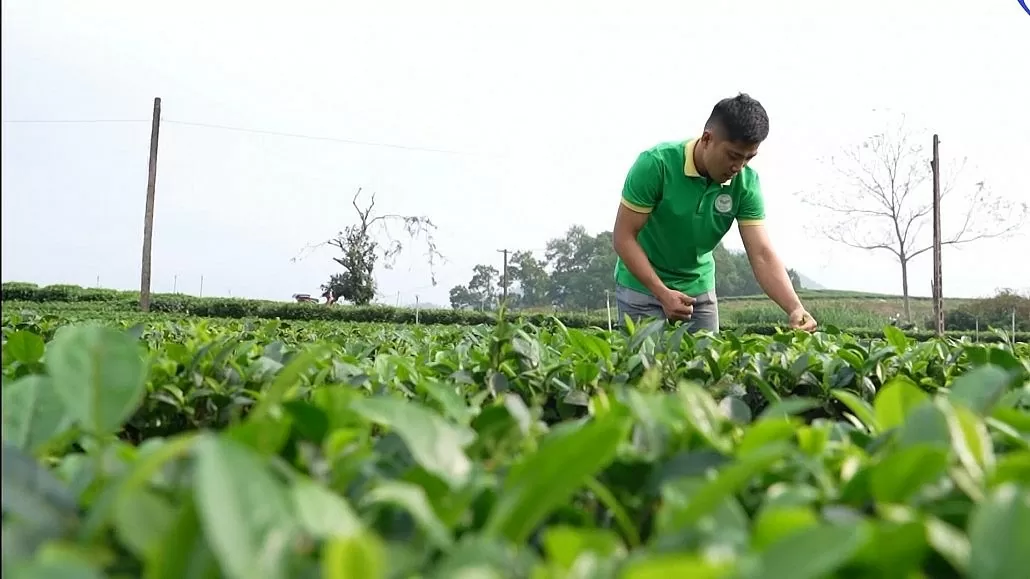 Na Võ Nhai, gà Phú Bình, chè Trại Cài: Thái Nguyên ‘làm thương hiệu’ từ sản phẩm bản địa
