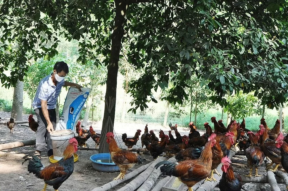 Na Võ Nhai, gà Phú Bình, chè Trại Cài: Thái Nguyên ‘làm thương hiệu’ từ sản phẩm bản địa