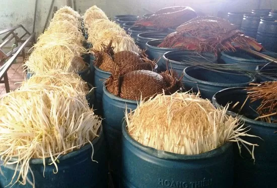 Nghệ An: Phát hiện 3.500 tấn giá đỗ nuôi