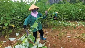 Chuỗi liên kết sản xuất sợi gai: Chìa khóa mở lối thoát nghèo cho đồng bào dân tộc Sơn La