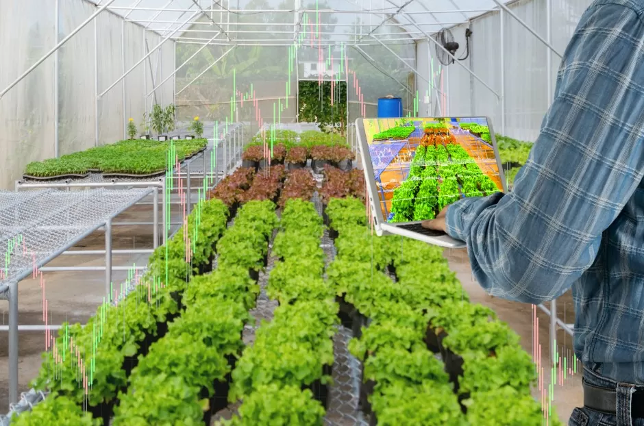 Nông sản sạch, có truy xuất nguồn gốc rõ ràng nên khách thành phố rất ưa chuộng