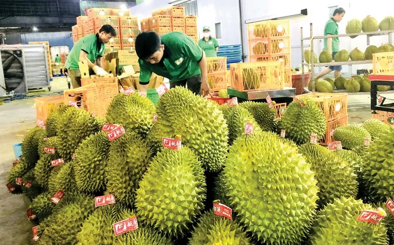 Tin Công Thương 21/4: Giá xuất khẩu gạo sẽ sớm khởi sắc