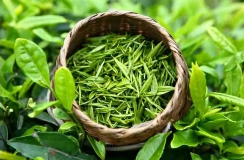 Pakistan thị trường xuất khẩu chè lớn nhất của Việt Nam đạt gần 14 triệu USD