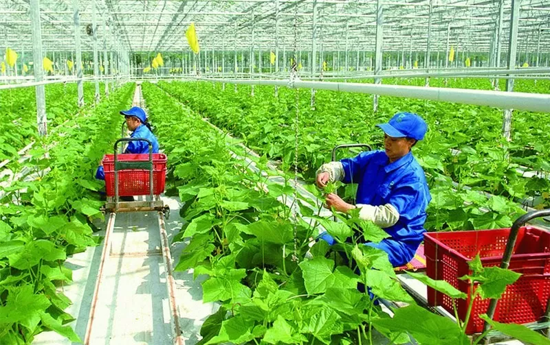 Mô hình nông nghiệp hữu cơ. Ảnh: Lan Anh