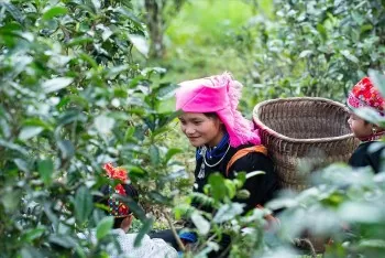 Đồng bào dân tộc thiểu số làm giàu từ nông sản sạch