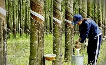 Giá cao su quý I/2025 tăng, thị trường chờ đợi điều gì?