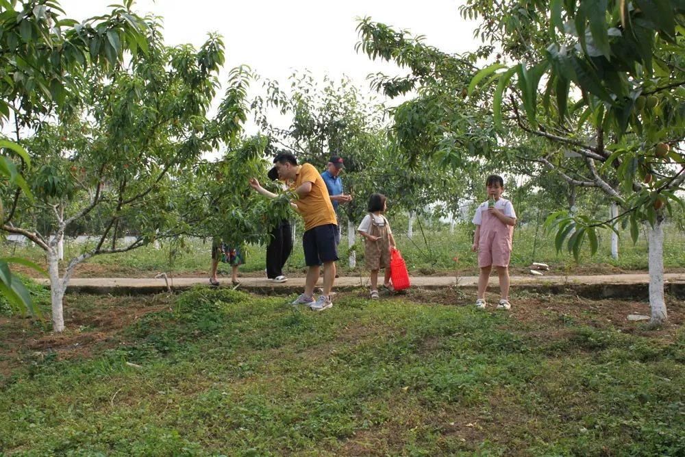 vùng cao Bắc Hà vào mùa thu hoạch Đào Pháp