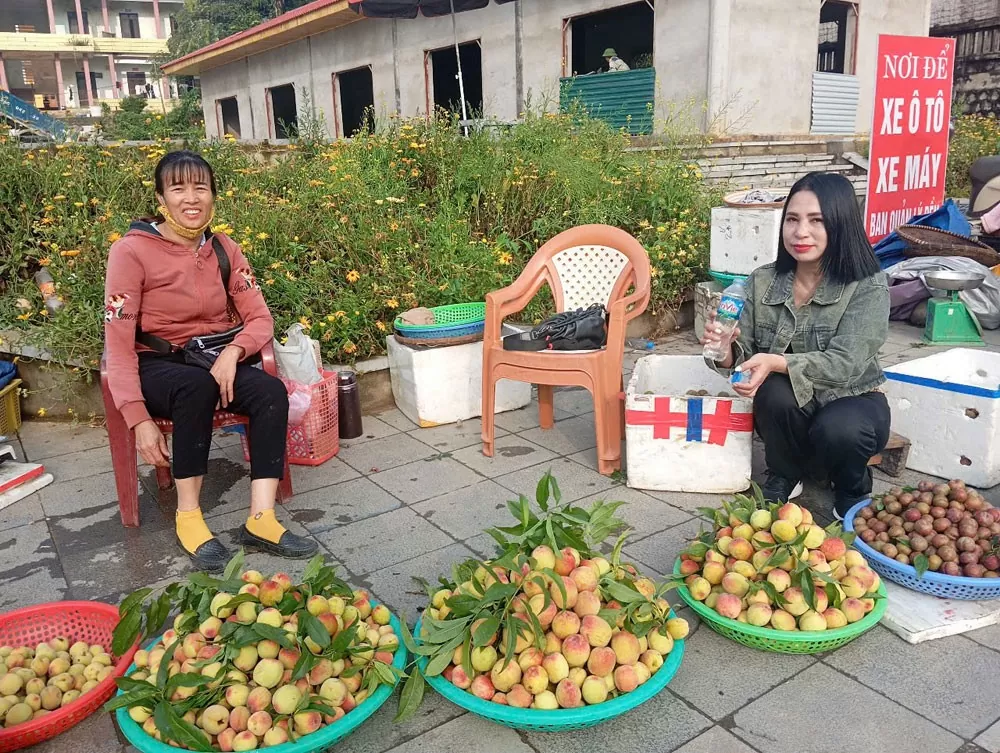 Đào Bắc Hà mất mùa: Sản lượng giảm, giá không tăng