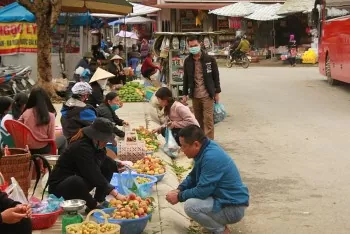 Đào Bắc Hà mất mùa: Sản lượng giảm, giá không tăng