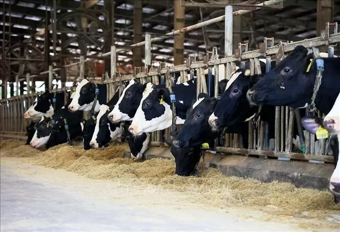 một số hợp tác xã chăn nuôi bò sữa đã đầu tư hầm biogas công suất lớn, xử lý chất thải chăn nuôi thành khí đốt và phân bón hữu cơ