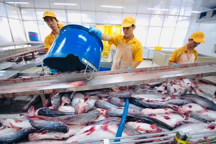 Xuất khẩu cá tra vượt mốc 465 triệu USD trong quý I/2025