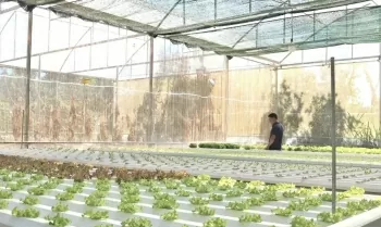 Người dân nông thôn thu lợi từ trồng rau thuỷ canh