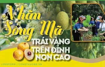Longform | Nhãn Sông Mã: Trái vàng trên đỉnh non cao
