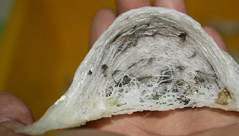 Xuất khẩu yến thô: Thêm cơ hội từ thị trường Trung Quốc