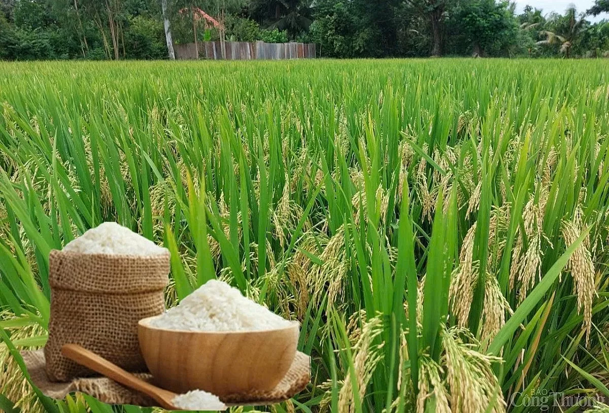 Giá lúa gạo hôm nay ngày 1/5: Thị trường trầm lắng