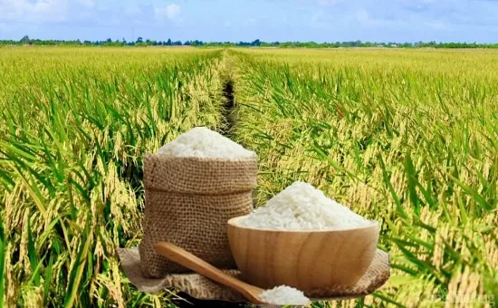 Giá lúa gạo hôm nay ngày 2/5: Thị trường lặng sóng