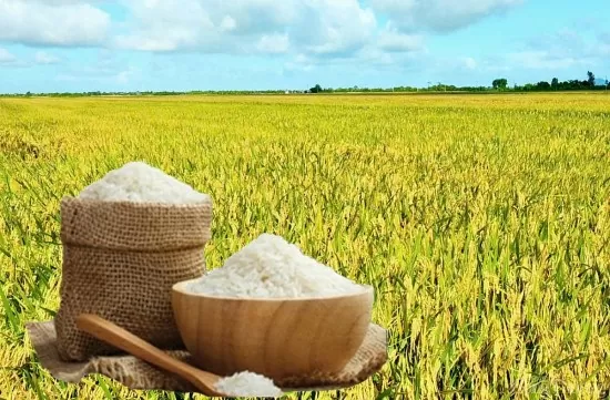 Giá lúa gạo hôm nay ngày 3/5: Thị trường đi ngang