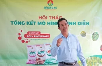 Mô hình trồng mít Thái hiệu quả nhờ NPK Cà Mau