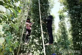Giá tiêu hôm nay 27/4/2025, thị trường trong nước giảm