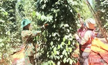 Dự báo giá tiêu trong nước ngày mai 28/4/2025, giảm nhẹ