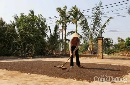 Dự báo giá tiêu trong nước ngày mai 1/5/2025, đi ngang