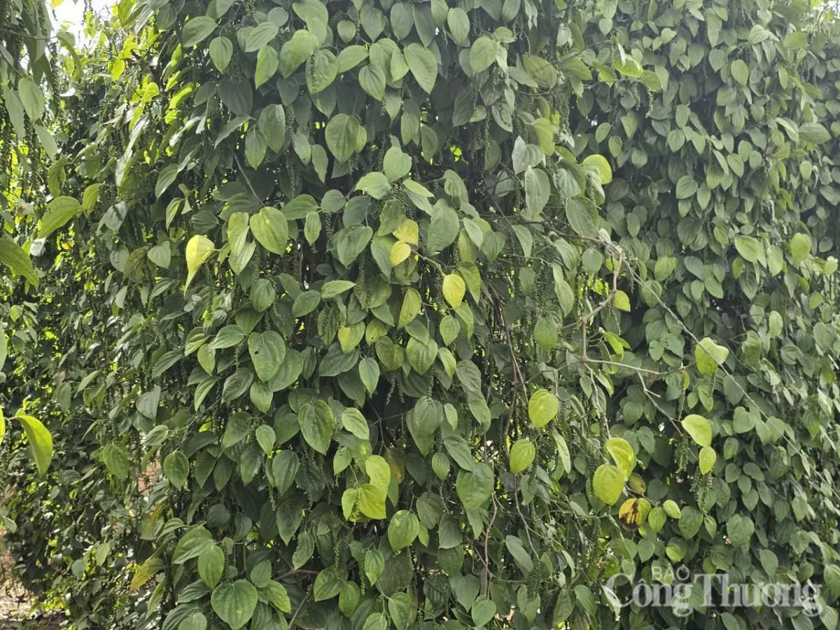 Giá tiêu hôm nay 1/5/2025, trong nước neo mức cao