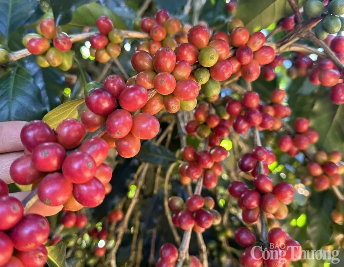 Giá cà phê hôm nay 1/5/2025, thị trường