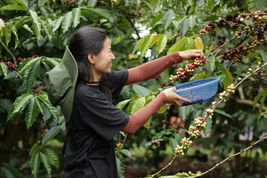 Dự báo giá cà phê ngày mai 2/5/2025, trong nước tăng nhẹ