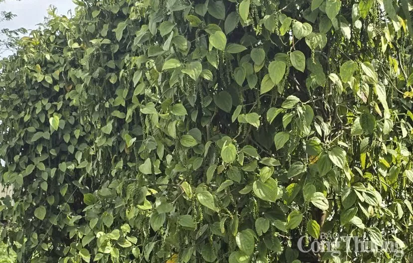 Giá tiêu hôm nay 2/5/2025, trong nước cao nhất 156.000 đồng/kg