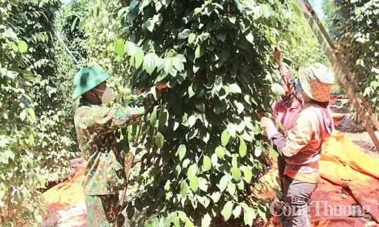 Giá tiêu hôm nay 2/5/2025, trong nước cao nhất 156.000 đồng/kg