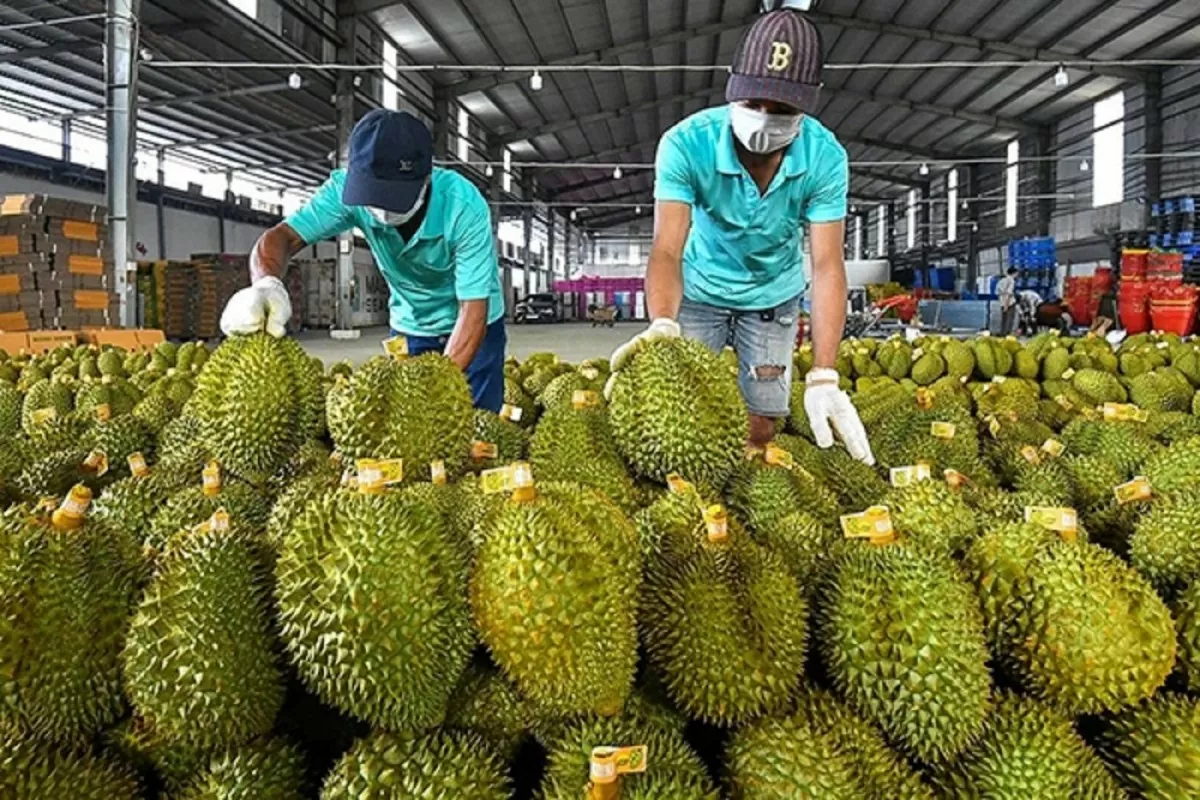 Xuất khẩu rau quả giảm, nông dân miền Tây lo thất thu