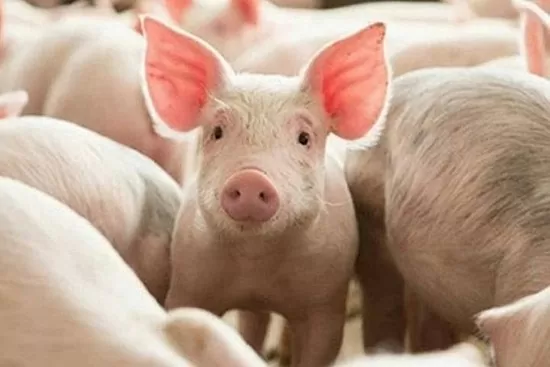 Giá heo hơi hôm nay 3/5/2025: Giảm đồng loạt trên toàn quốc
