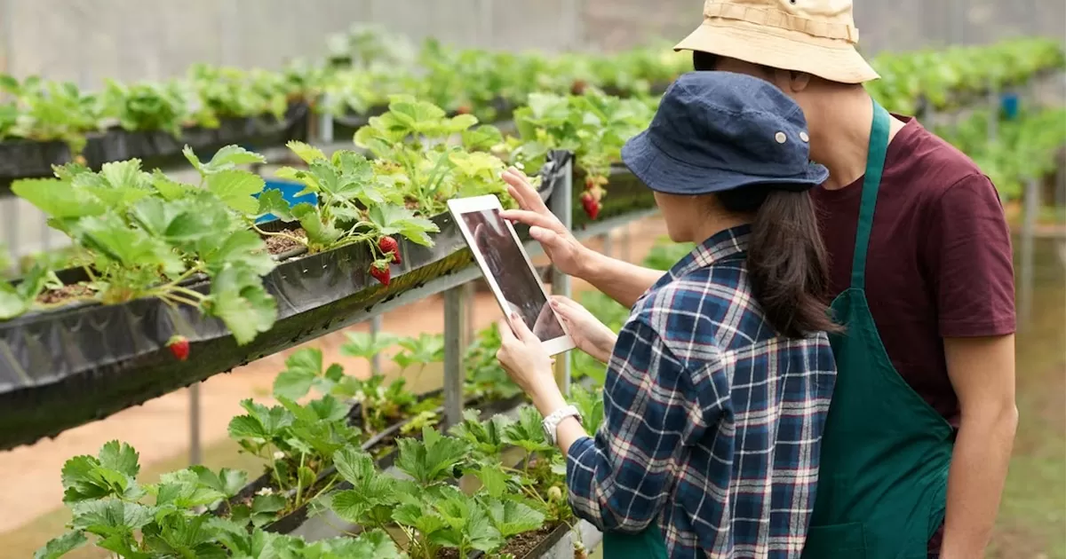 Các bạn trẻ áp dụng chuyển đổi số quảng bá và bán sản phẩm dâu tây. Ảnh: Minh Ngọc