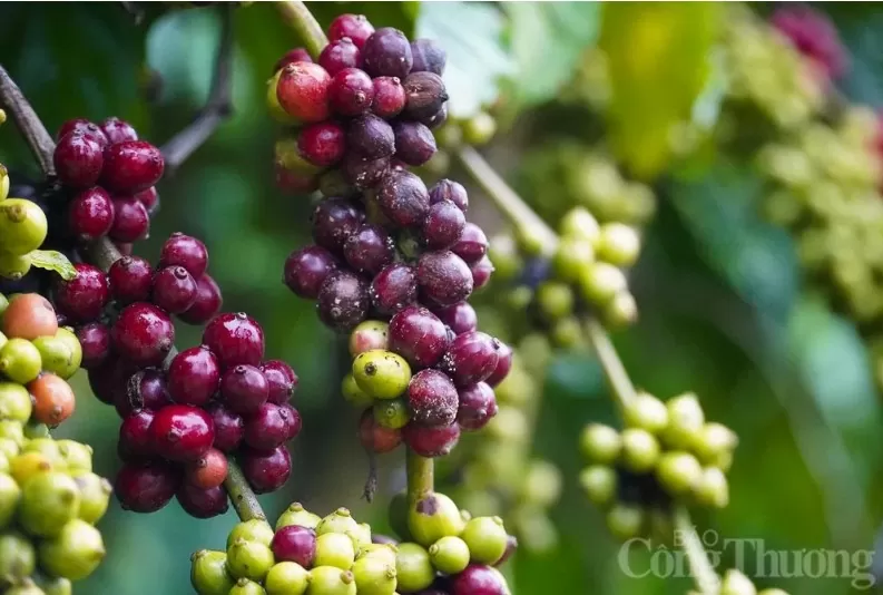 Giá cà phê tăng cao, kim ngạch xuất khẩu lập đỉnh