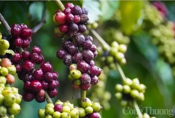 Giá cà phê tăng cao, kim ngạch xuất khẩu lập đỉnh
