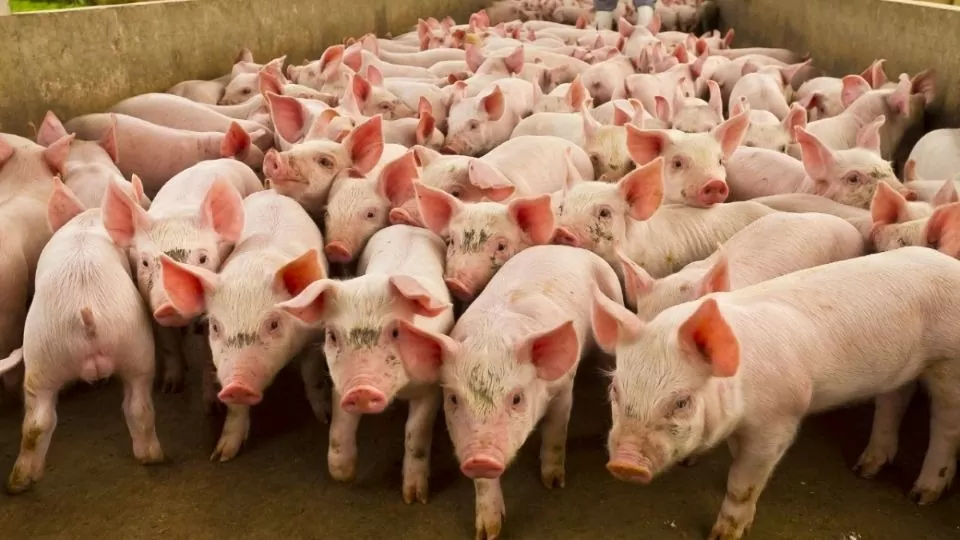 Giá heo hơi hôm nay 4/5/2025: Cao nhất còn 74.000 đồng/kg
