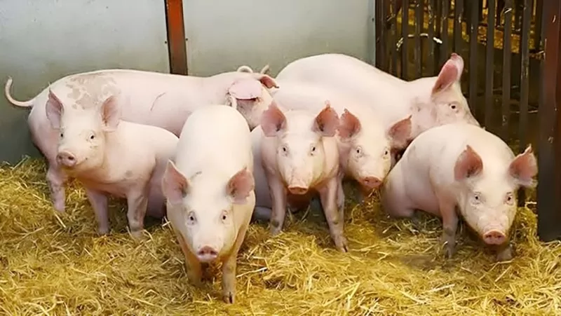 Giá heo hơi hôm nay 5/5/2025: Cao nhất 74.000 đồng/kg