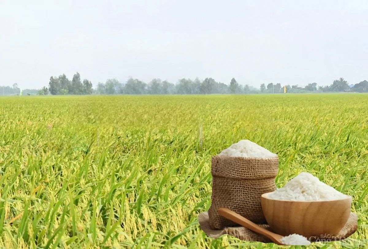 Giá lúa gạo hôm nay ngày 6/5: Lúa tươi giảm mạnh
